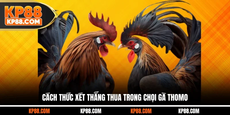 Cách thức xét thắng thua trong chọi gà Thomo