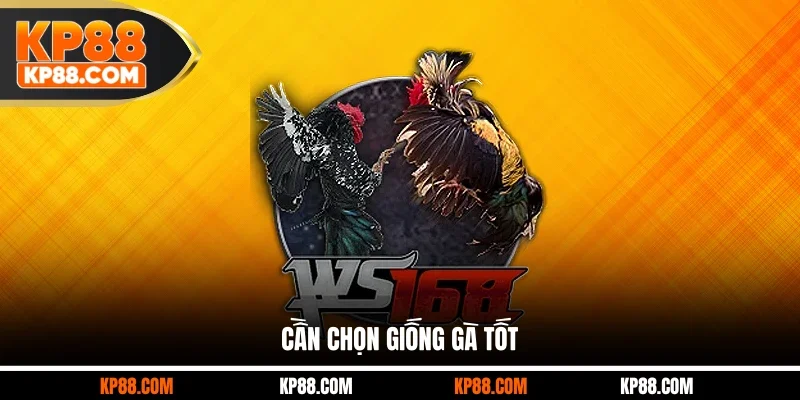 Cần chọn giống gà tốt