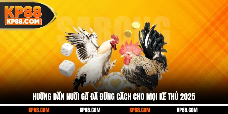 Nuôi Gà Đá Đúng Cách