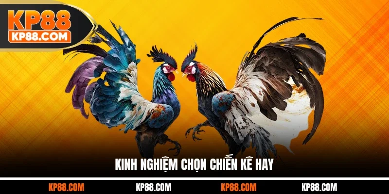Kinh nghiệm chọn chiến kê hay